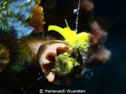 Golden Wentletrap Size 0,5cm-2,5cm by Hansruedi Wuersten 
